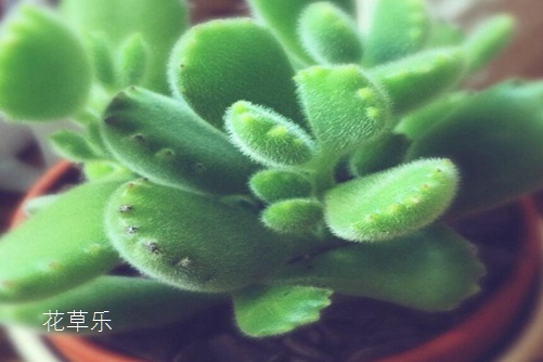 多肉熊掌花怎么修剪和摘心，才會(huì)很快長(zhǎng)出熊掌一樣的“紅爪子”
