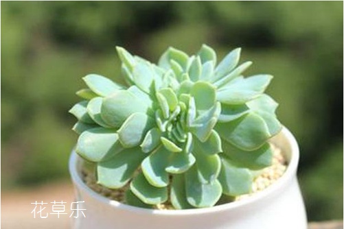 刀劍亂舞千羽鶴，千羽鶴的習性及植物形態