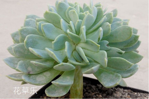 刀劍亂舞千羽鶴，千羽鶴的習性及植物形態