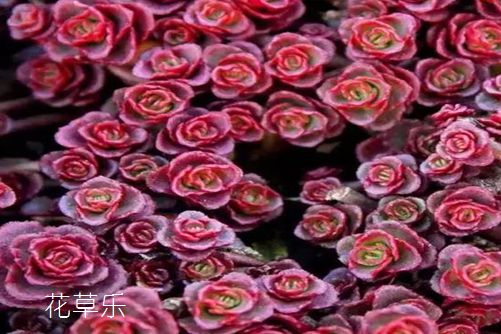 小球玫瑰怎么養(yǎng)更好看—不如來看看我們怎么說