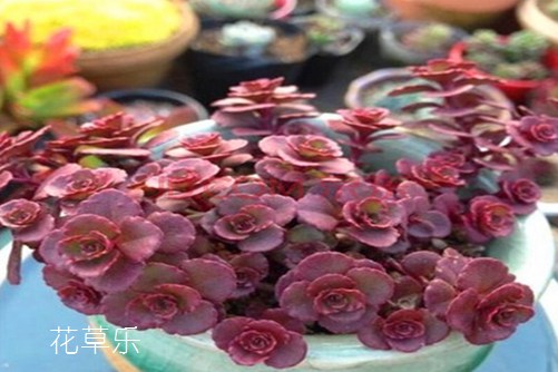 小球玫瑰怎么養(yǎng)更好看—不如來看看我們怎么說
