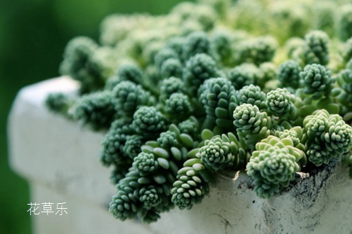你家姬星美人美了嗎？學會姬星美人要如何養(yǎng)護，你的美人一定爆盆
