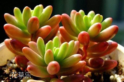 美人如玉劍如虹—多肉虹之玉怎么養(yǎng)