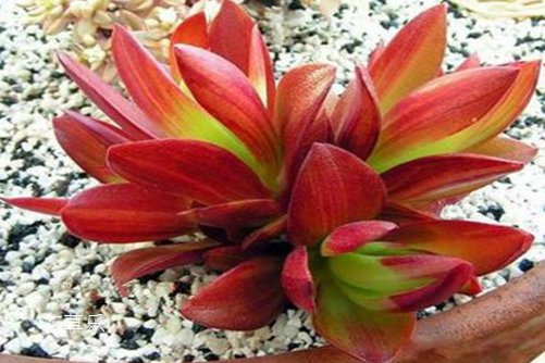 火祭爆盆最簡(jiǎn)單方法，火祭春秋季是生長(zhǎng)期嗎？