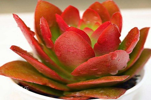 火祭爆盆最簡(jiǎn)單方法，火祭春秋季是生長(zhǎng)期嗎？