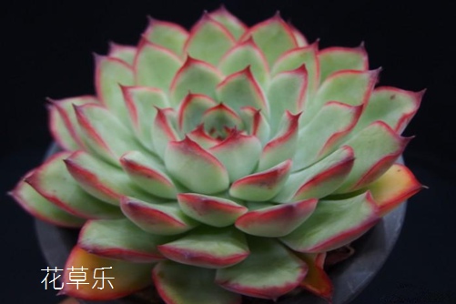 花月夜養殖方法！學會這些讓你的多肉花月夜比石蓮花更漂亮！