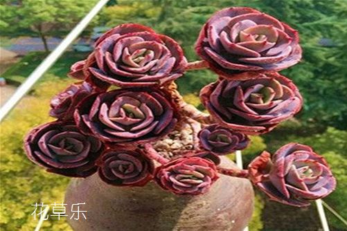 多肉紅粉臺閣怎么養？你的養殖方法正確嗎？