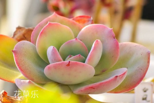 多肉白鳳怎么養(yǎng)才會(huì)膚若凝脂？學(xué)會(huì)下面這幾招就能做到