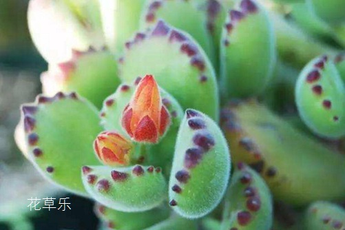 熊掌花怎么養才能有紅爪子，把握光照和澆水是關鍵
