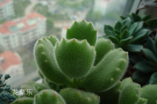 熊掌花怎么養才能有紅爪子，把握光照和澆水是關鍵