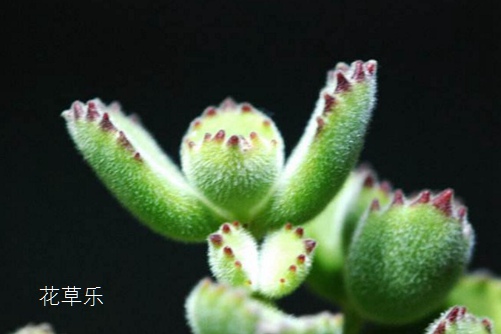 熊掌花怎么養才能有紅爪子，把握光照和澆水是關鍵