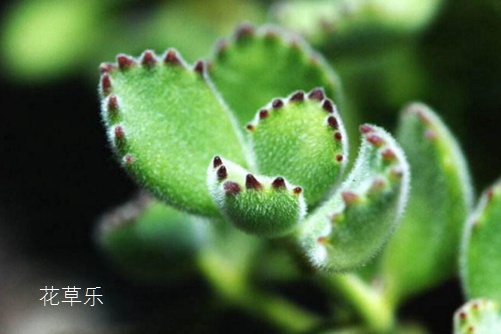 熊掌花怎么養才能有紅爪子，把握光照和澆水是關鍵
