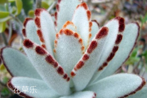 像兔耳朵一樣萌萌噠的多肉—月兔耳怎么養(yǎng)