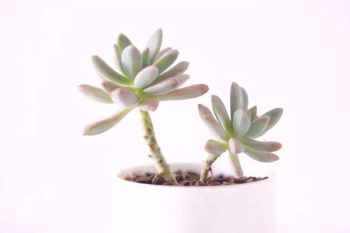 多肉化水怎么辦,多肉化水的原因分析和處理措施