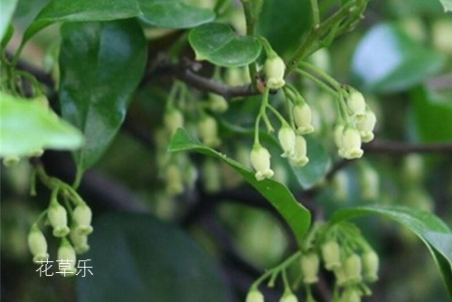 怎樣讓金彈子多掛果，達到觀形觀果的狀態