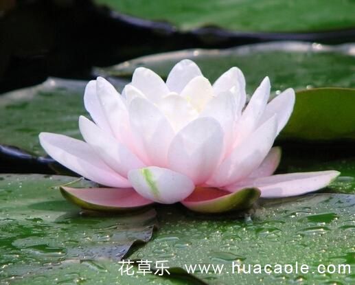 花語大全：睡蓮花語