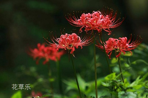 曼珠沙華的花語介紹