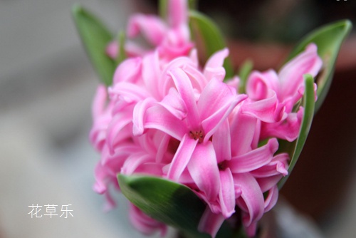 花語大全：風信子花語