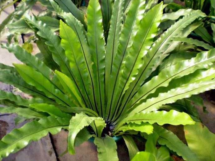 獅子座的生日花：鳥巢蕨花語