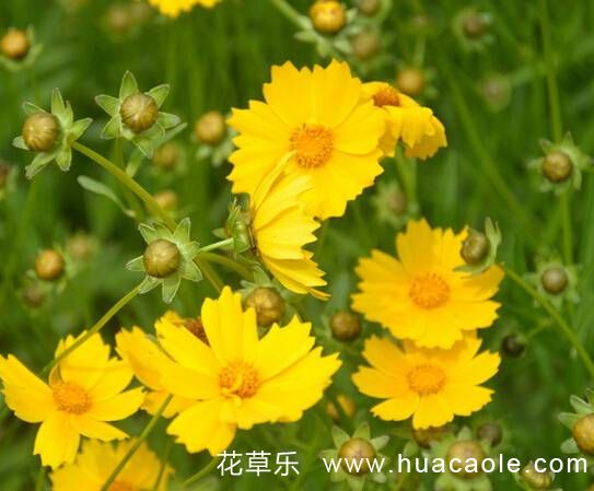 悲傷嫉妒,離別之痛:金盞菊的花語