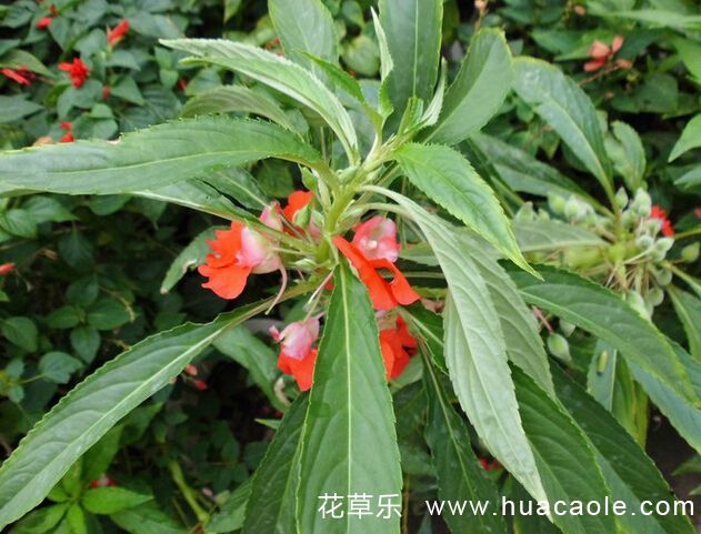10月19日生日花：紅鳳仙花花語及紅鳳仙花花語寓意