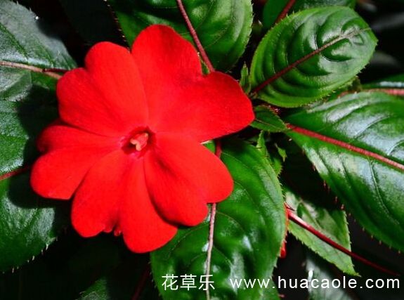 10月19日生日花：紅鳳仙花花語及紅鳳仙花花語寓意