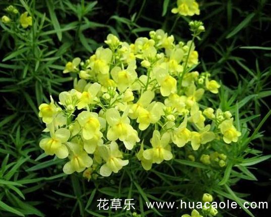 花語大全：金魚草的寓義和金魚草的作用