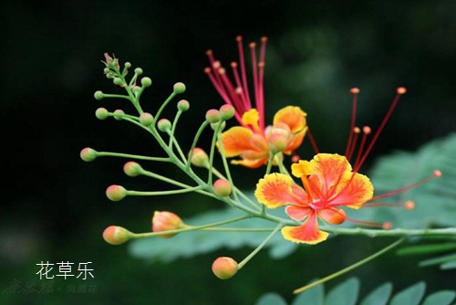 鳳凰花花語及故事傳說