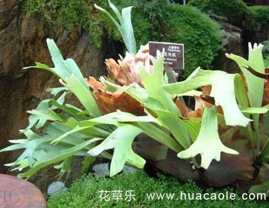 花語大全：有一顆蘿莉心的鹿角蕨花語