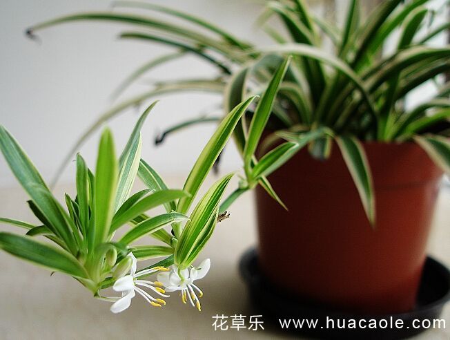 吊蘭的花語及吊蘭花語傳說