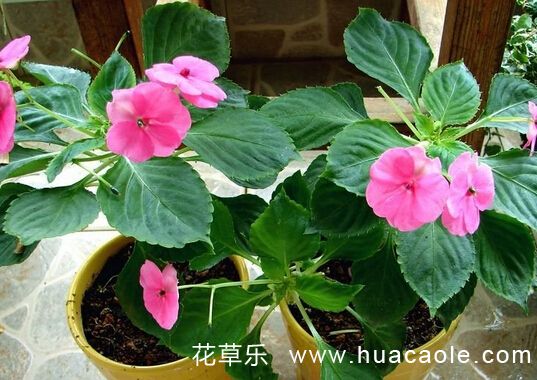 鳳仙花花語大全：非洲鳳仙花的花語是什么