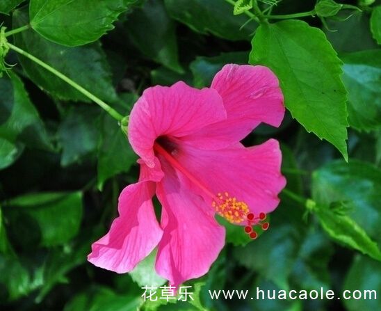 花語大全：扶桑花的花語及寓意
