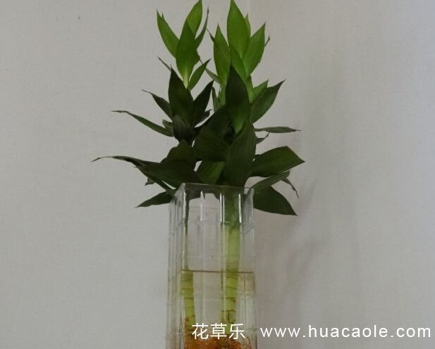 花語大全：蓮花竹的花語及寓意