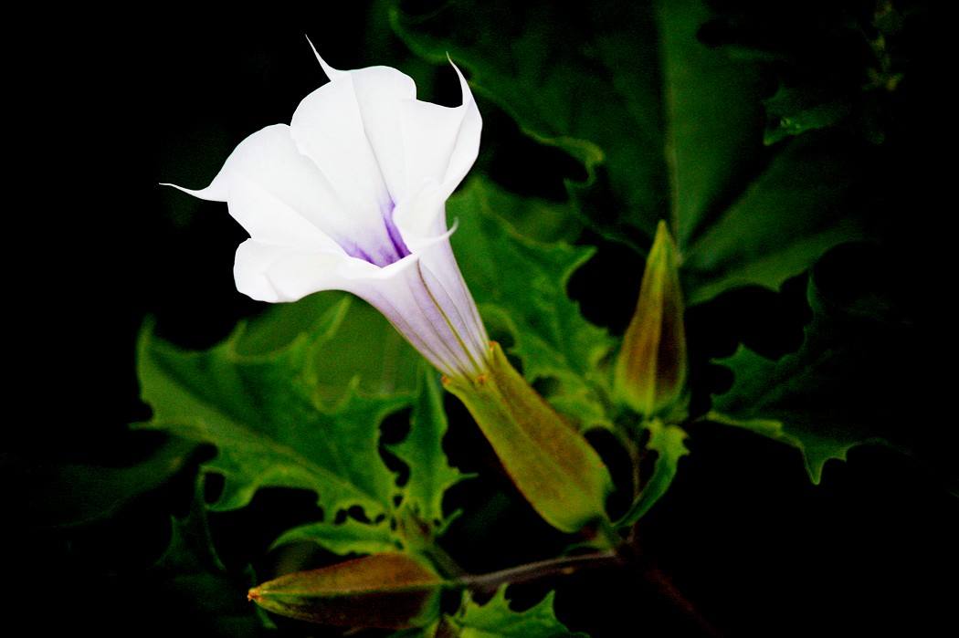 曼陀羅花花語是什么