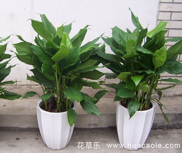 萬年青的花語及萬年青的象征意義