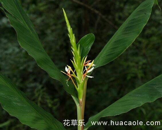 姜花花語及姜花傳說