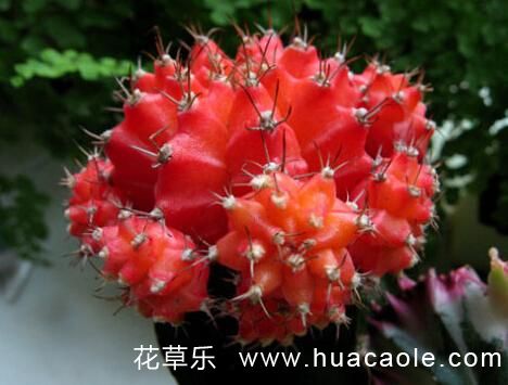 生命之花緋牡丹花語