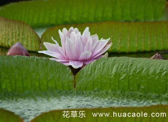 巾幗不讓須眉：王蓮花語