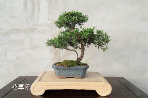 龍柏怎么養？龍柏盆景養護管理