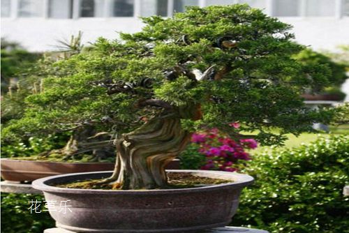龍柏怎么養？龍柏盆景養護管理