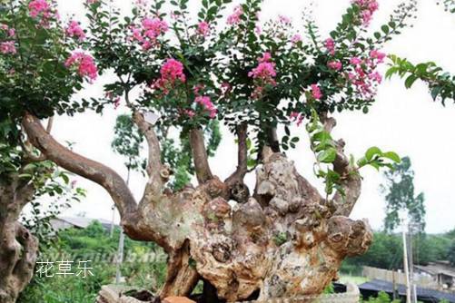紫薇怎么養可以花開百日？采用輪次修剪法可以做到