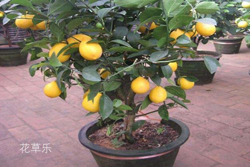 我的的檸檬盆栽被檸檬果壓彎了腰。檸檬盆栽怎么養？才能碩果累累