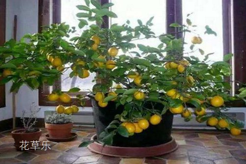 我的的檸檬盆栽被檸檬果壓彎了腰。檸檬盆栽怎么養？才能碩果累累