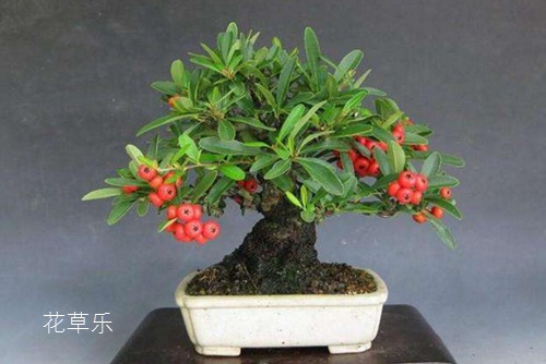 火棘下山樁的盆景制作與火棘盆景的養(yǎng)護