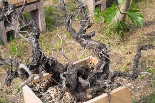 “才貌雙全”的黃連木怎么養？黃連木盆景制作和養護方法介紹