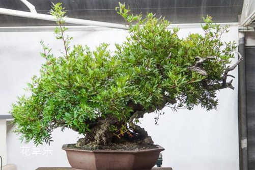 “才貌雙全”的黃連木怎么養？黃連木盆景制作和養護方法介紹
