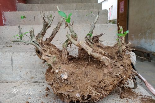 映山紅下山樁栽植成活率很低，有什么方法可提高栽植成活率？