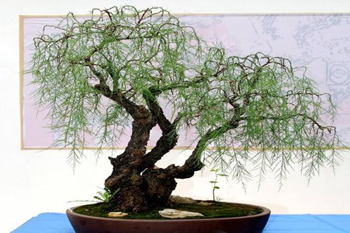 觀音木(檉柳)怎樣養 觀音木的養護培育繁殖介紹