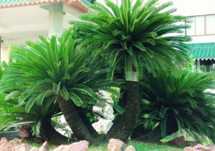 蘇鐵盆景制作方法