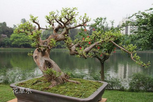 果樹盆景與一般盆景有何區別，怎樣才能提高其觀賞效果？